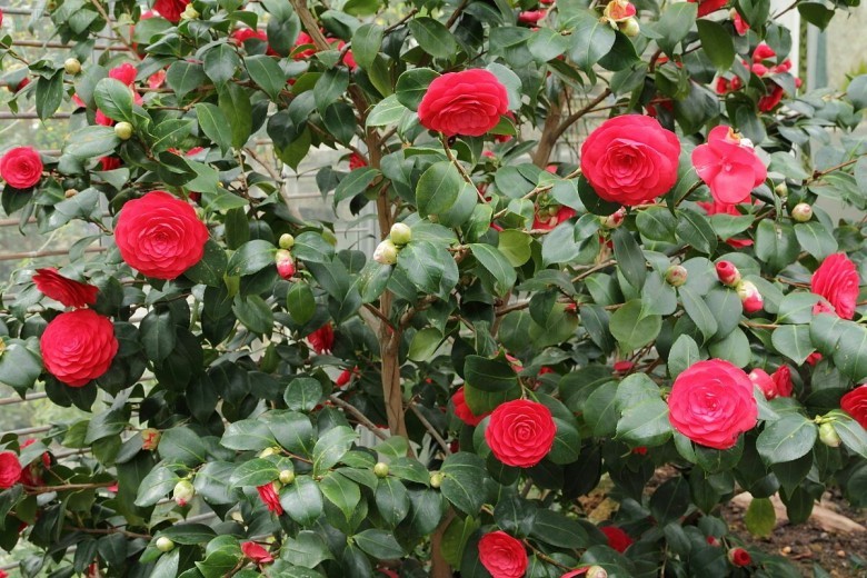 Cây Trà hoa Nhật. Camellia japonica L. - Cây Thuốc Nam Quanh Ta